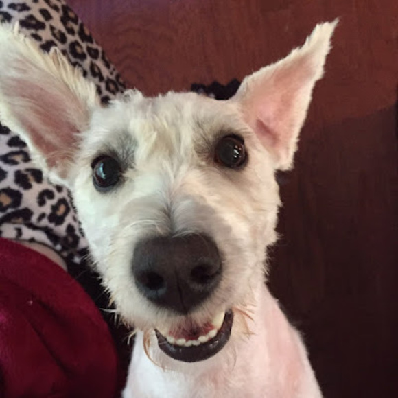 Meet your Posher, Shana - Picture 1 of 1